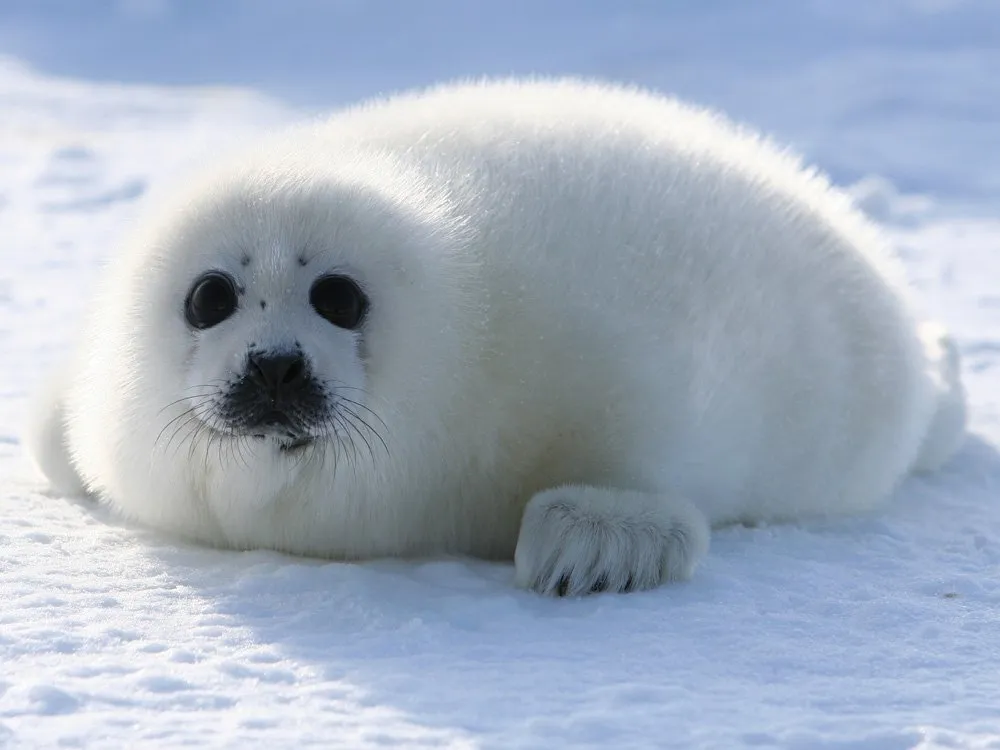 a seal in the tundra