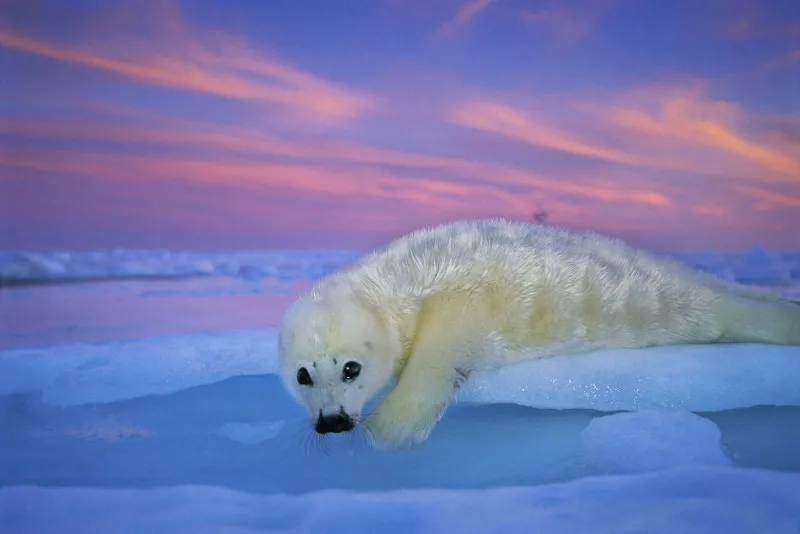 a seal in the tundra